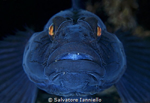 A little nervous by Salvatore Ianniello 